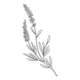 lavanda